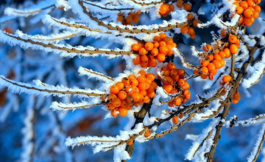 Зимівля обліпихи