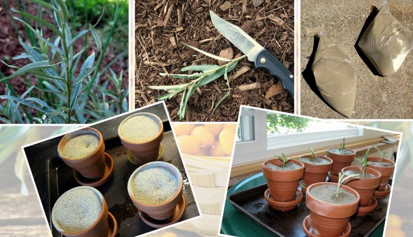 Розмноження обліпихи черенкуванням