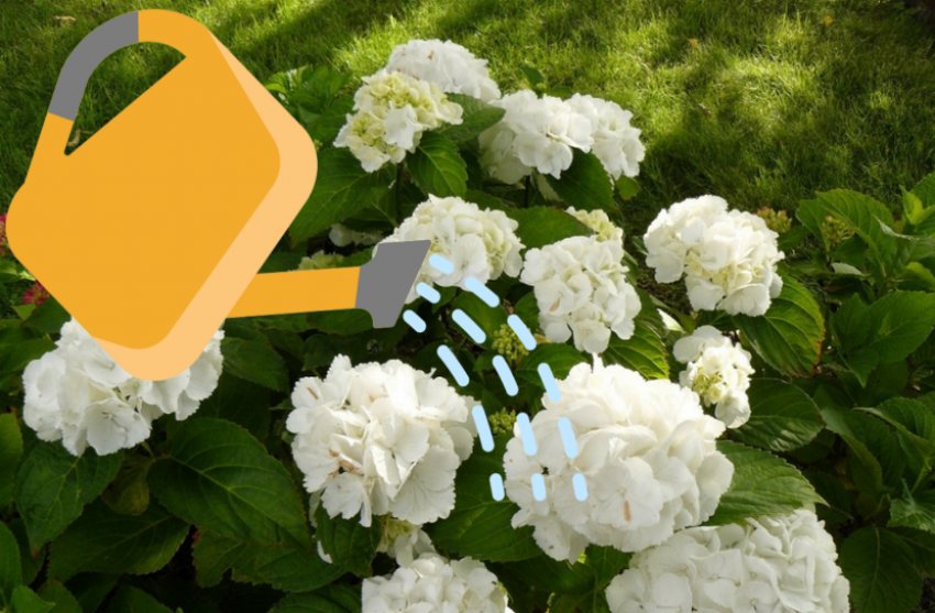 Зрошення гортензії Зрошення гортензії