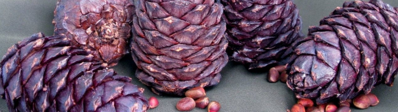 Як зберігати кедрові шишки в домашніх умовах