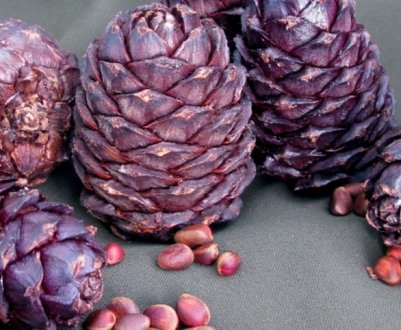 Як зберігати кедрові шишки в домашніх умовах