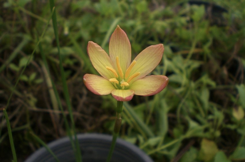 Зефірантес різнобарвний