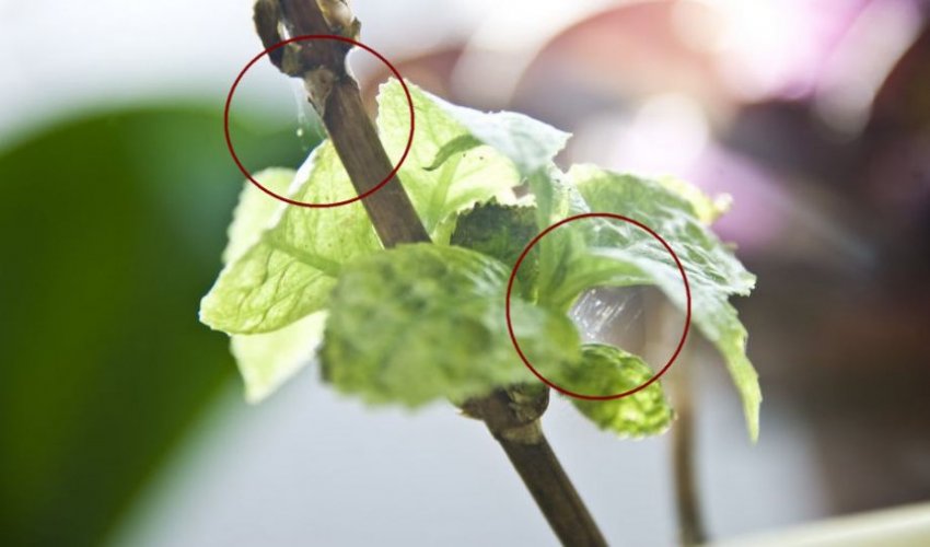 Павутинні кліщі на гортензії Павутинні кліщі на гортензії