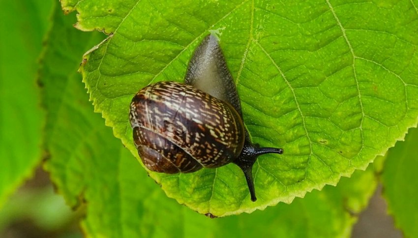 Слимак на листі гортензії Слимак на листі гортензії