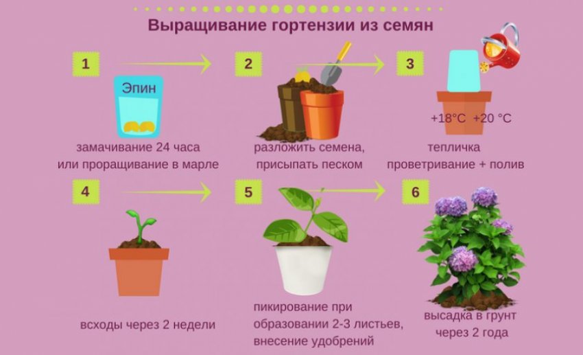 Семенне розмноження гіоргінії Семенне розмноження гіоргінії