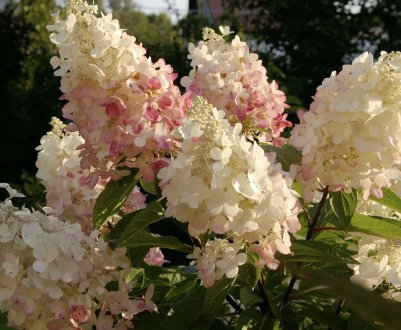 Опис метеликоподібної гортензії Pinky Winky та особливості її вирощування