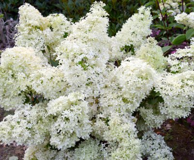 Описание гортензии сорта Дентель де Горрон, посадка и уход