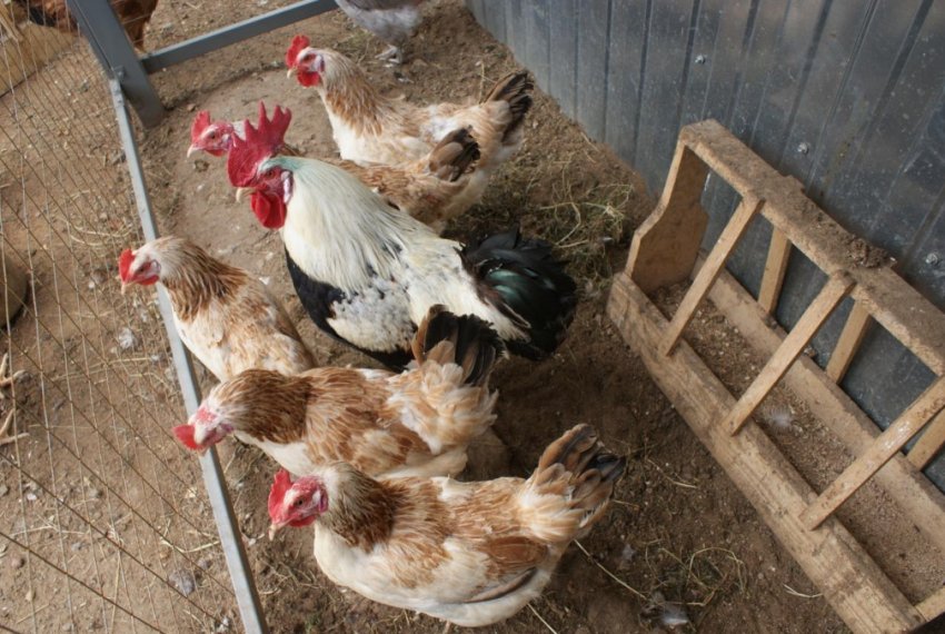 Кури загорська лососева