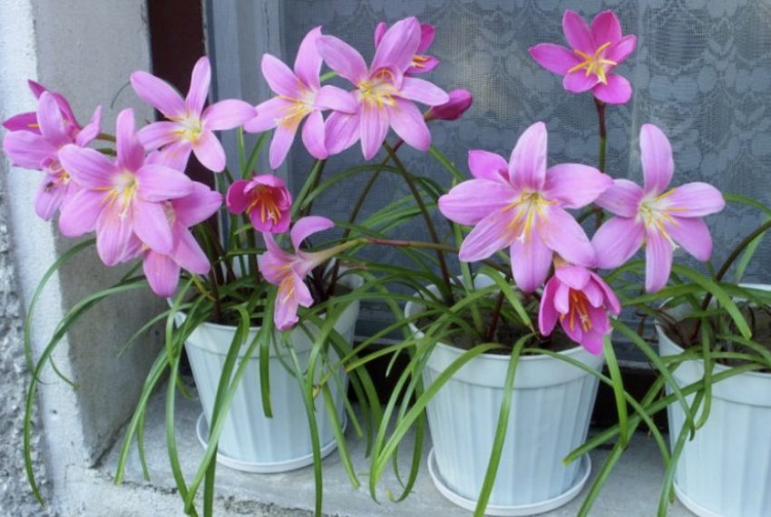 Зефірантес