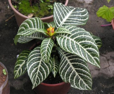 «Афеландра»: догляд в домашніх умовах