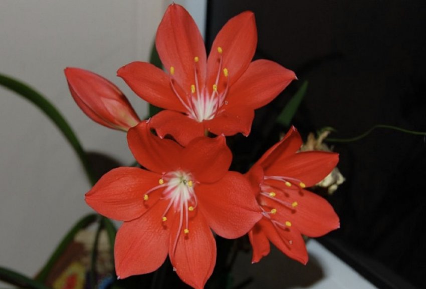 Зефірантес