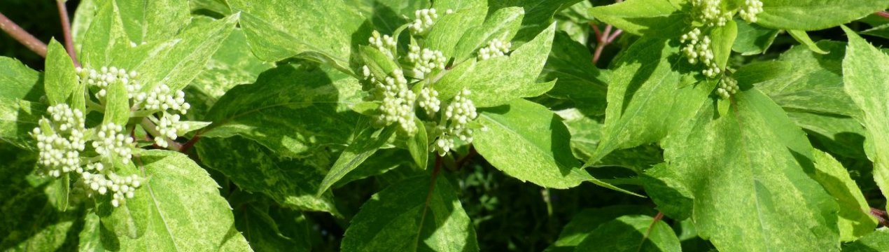 Метельчатая гортензия Шикоку Флеш: фото и описание