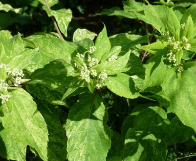 Метельчатая гортензия Шикоку Флеш: фото и описание