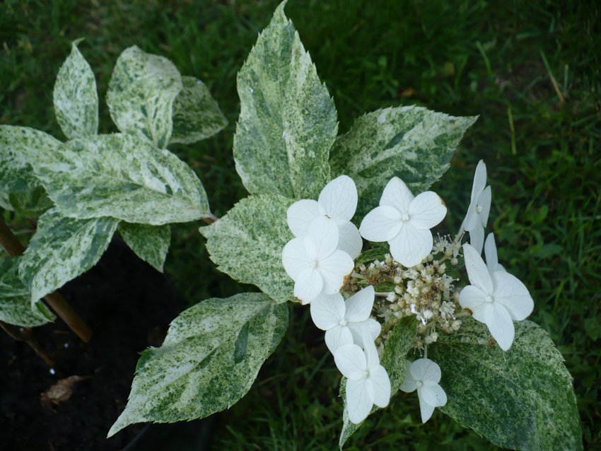 Саженец Шикоку Флэш