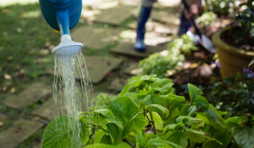 Полив гортензии