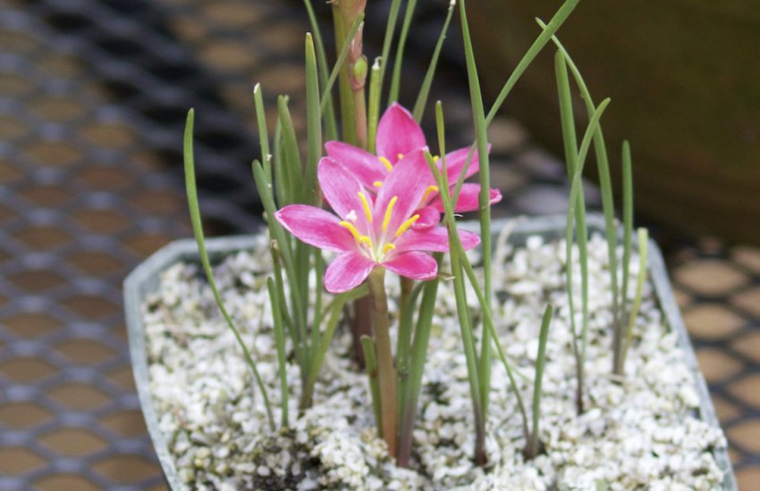 Зефірантес