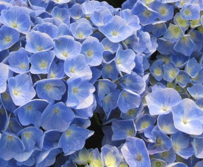 Вирощування гортензії сорту "Боденсі" на відкритій землі та в домашніх умовах