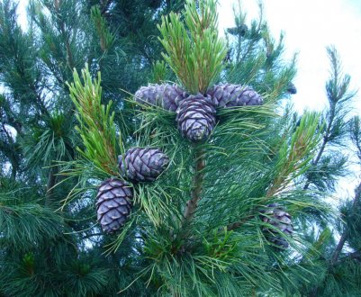 Висадка та догляд за сибірським кедром