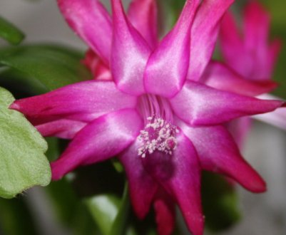 Як правильно посадити і доглядати за декабристом в домашніх умовах