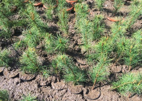 Вирощування кедра на ділянці