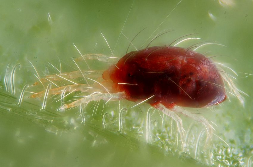 Павутинний кліщ Павутинний кліщ