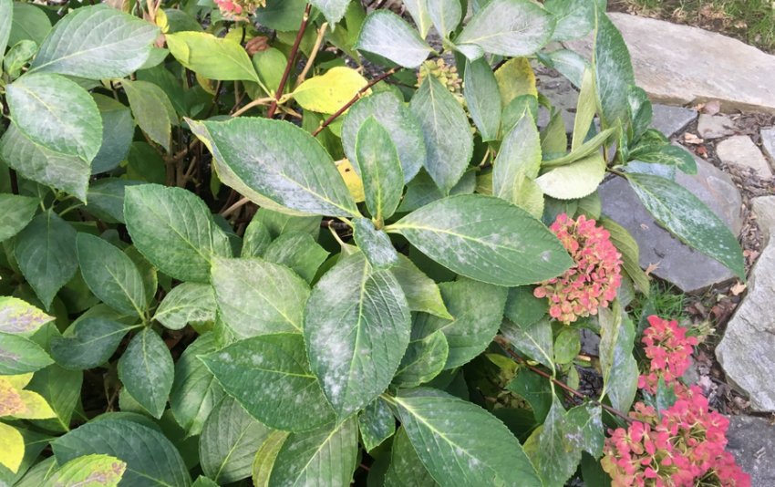 Мільдью на листках гортензії Мільдью на листках гортензії