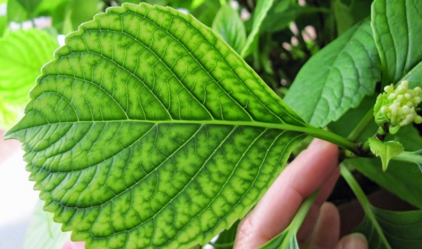 Хлороз гортензії Хлороз гортензії