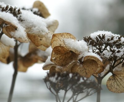 Як зберегти гортензію взимку на грядці та в домашніх умовах