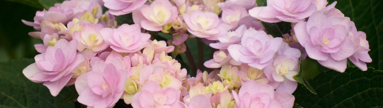 Крупнолиста гортензія Ю і Ми Лав: особливості вирощування