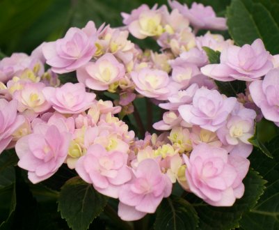 Крупнолиста гортензія Ю і Ми Лав: особливості вирощування