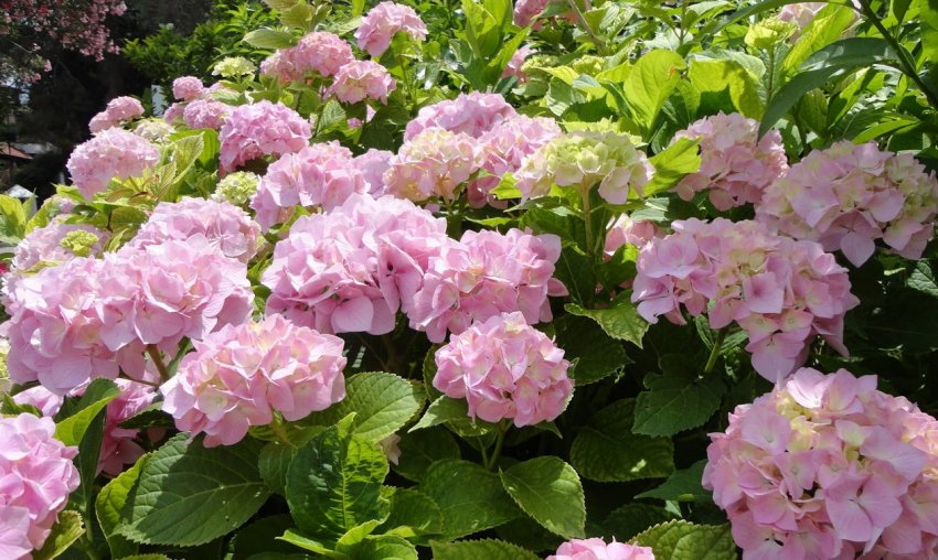Місце для вирощування гортензії Місце для вирощування гортензії