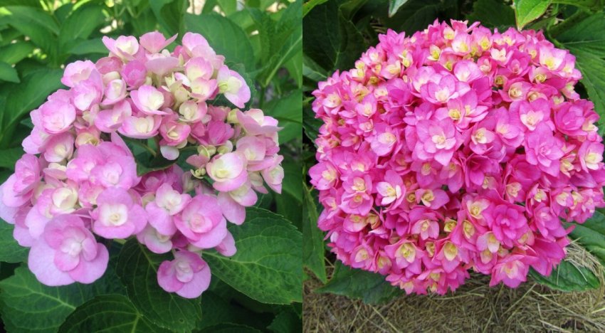 Гортензія You and Me Love Гортензія You and Me Love