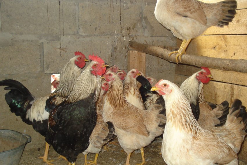 Кури загорська лососева