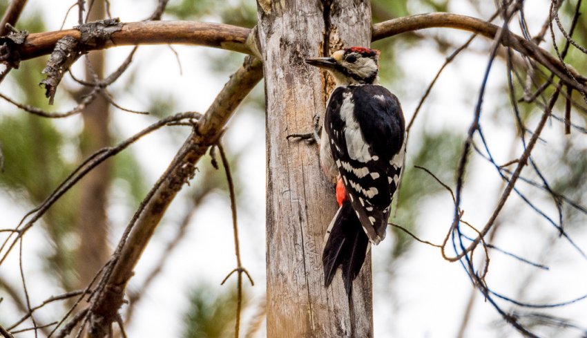 Захист від дятлів Захист від дятлів