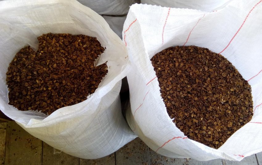 Кедрова шкаралупа Кедрова шкаралупа