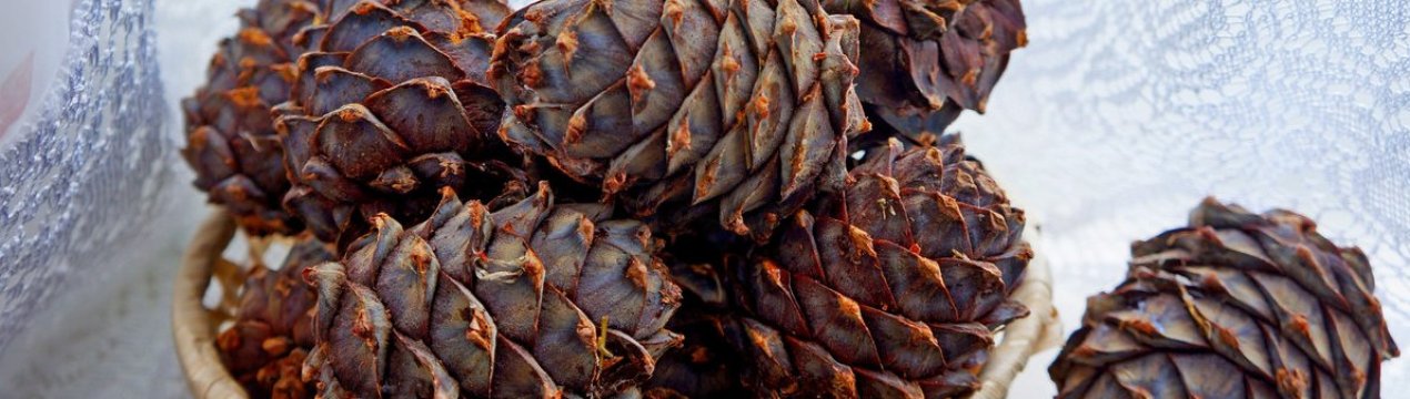 Застосування кедрових шишок з горіхами, як вони виглядають