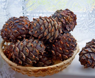Застосування кедрових шишок з горіхами, як вони виглядають