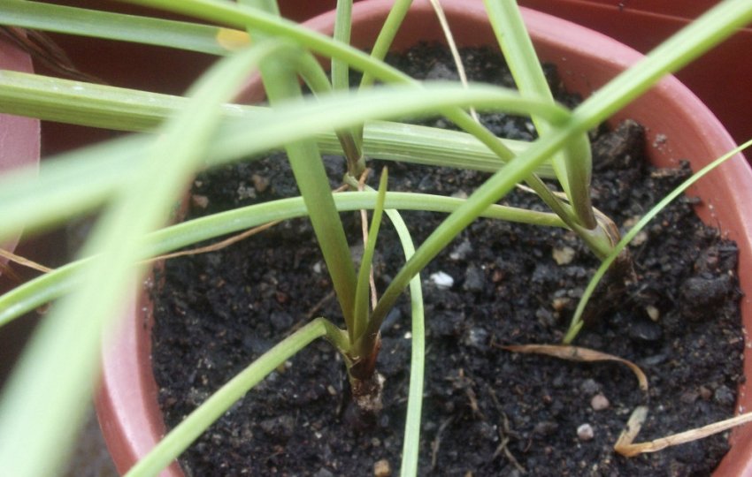 Зефірантес з насіння