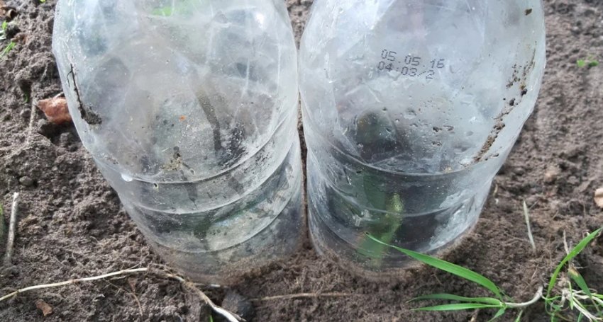 Зарізання дерев'яних черенків гортензії Зарізання дерев'яних черенків гортензії