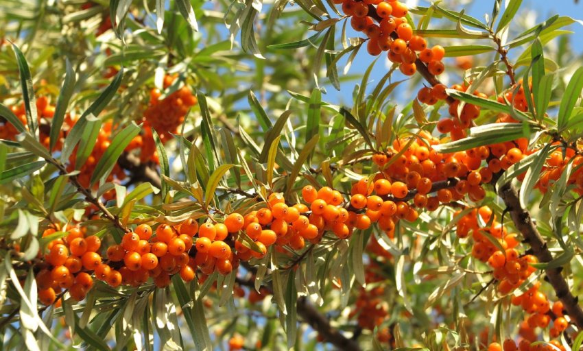 Обліпиха Лучиста Обліпиха Лучиста