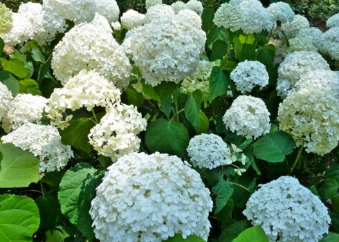 Деревоподібна гортензія "Сильна Анабель": особливості вирощування