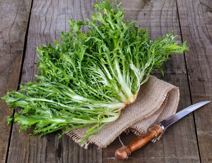 У пакетувальних листкових овочах по всьому світу виявлені патогени У пакетувальних листкових овочах по всьому світу виявлені патогени