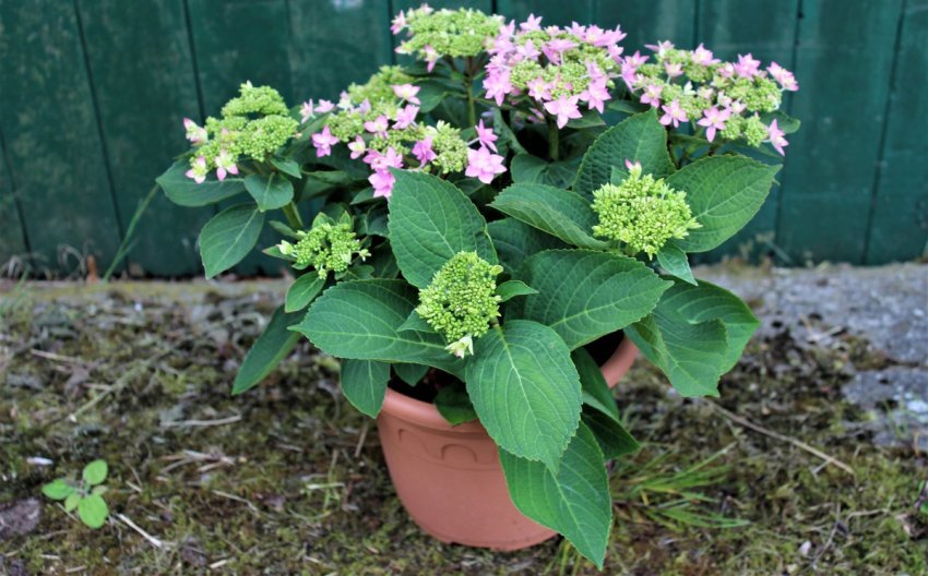 Саджанець гортензії Ю енд Май Лав Саджанець гортензії Ю енд Май Лав