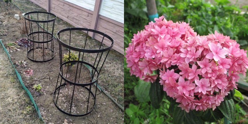 Опора для гортензии Опора для гортензии