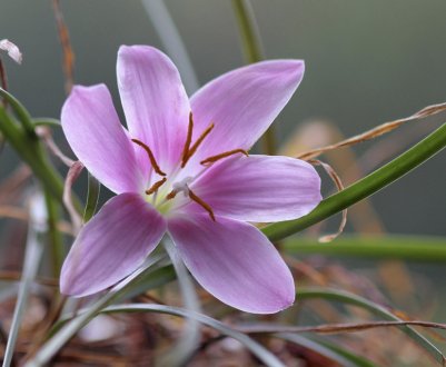 Як доглядати за квіткою «вискочкою» в домашніх умовах