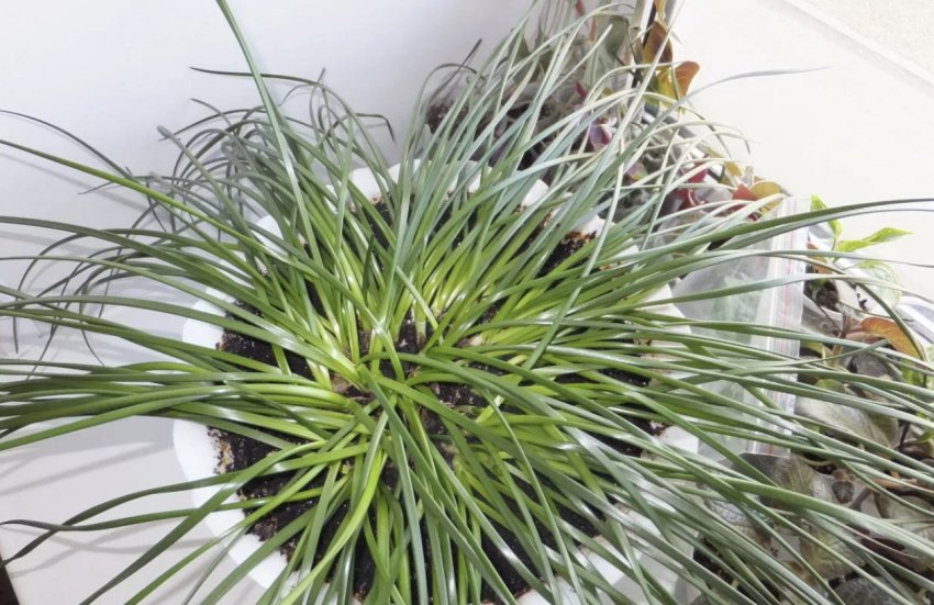 Відсутність цвітіння