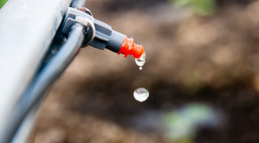 Капельный полив для гортензий Капельный полив для гортензий