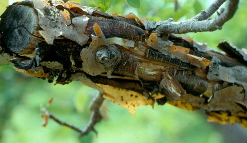 Чорний рак обліпихи Чорний рак обліпихи