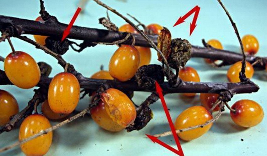 Серая гниль облепихи Серая гниль облепихи