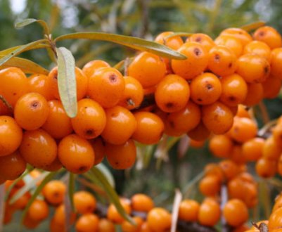 Обліпиха відноситься до рослинного роду